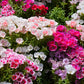 500 DOUBLE DEUCES GODETIA Grandiflora Clarkia Amoena Mixed Colors & Bicolor Flower Seeds