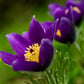 25 VIOLET ANEMONE Pulsatilla Vulgaris Purple PASQUE Flower Seeds