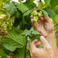 5 AMERICAN HAZELNUT TREE aka Filbert Corylus Americana Fruit Nut Seeds