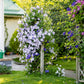 10 MIXED HYBRID CLEMATIS Hybrida Red Purple Pink Blue Bicolor Flower Vine Seeds