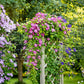 10 MIXED HYBRID CLEMATIS Hybrida Red Purple Pink Blue Bicolor Flower Vine Seeds