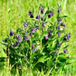 10 TRUE COMFREY Comphrey Symphytum Officinale Herb Seeds Purple Flowers