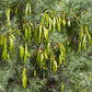 50 Yellow FEATHERY Silver CASSIA Green Senna Artemisioides Seeds