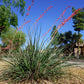 25 RED YUCCA Hesperaloe Parviflora aka Hummingbird, Coral, & Texas Yucca Flower Seeds