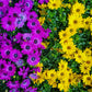 1000 MIXED AFRICAN DAISY ( Cape Marigold / Sun Marigold ) Dimorphotheca Sinuata Flower Seeds