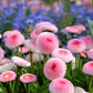 100 Strawberries & Cream ENGLISH DAISY Bellis Perennis Flower Seeds