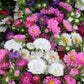 1000 POWDER PUFF ASTER Mix Callistephus Chinensis Flower Seeds