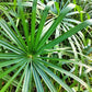50 UMBRELLA PLANT CYPERUS Alternifolius Papyrus Grass Umbrella Palm Flower Seeds