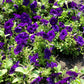 100 DWARF Alderman BLUE PETUNIA Nana Compacta Purple Flower Seeds