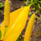 10 Yellow SWAMP LANTERN Moist Lysichiton Americanus Skunk Cabbage Flower Seeds