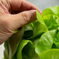 2000 BIBB LETTUCE Butterhead Lactuca Sativa Vegetable Seeds