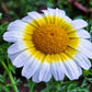 1000 GARLAND CROWN DAISY Chrysanthemum Coronarium Glebionis White Yellow Flower Seeds