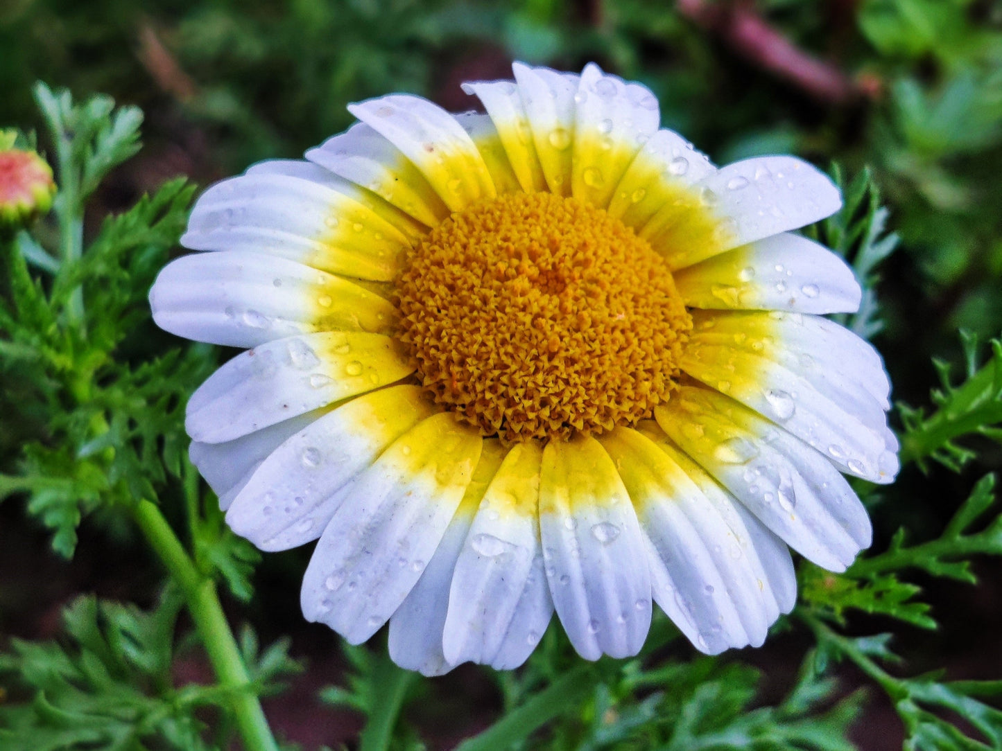 1000 GARLAND CROWN DAISY Chrysanthemum Coronarium Glebionis White Yellow Flower Seeds