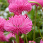 100 PINK ENGLISH DAISY Bellis Perennis Tasso Pink Double Flower Seeds