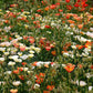 1000 MIXED Colors CALIFORNIA POPPY (Ballerina / Mission Bells) Eschscholzia Californica Flower Seeds