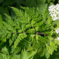 20 SWEET CICELY Myrrhis Odorata Herb Fragrant Flower Licorice Flavor Seeds