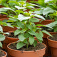1000 LICORICE BASIL Ocimum Basilicum HERB Flower Seeds