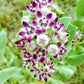 10 GIANT MILKWEED Sodom Apple Calotropis Procera Crown Flower Shrub Seeds