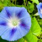 75 Blue STAR MORNING GLORY Ipomoea Tricolor Flower Vine Seeds