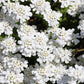 1000 WHITE EMPRESS CANDYTUFT Iberis Amara Groundcover Flower Seeds