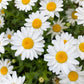 100 White DWARF CREEPING DAISY Chrysanthemum Paludosum Leucanthemum Flower Seeds