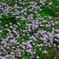 1000 Common GARDEN THYME English, German, French, or Winter Thymus Vulgaris Herb Flower Seeds