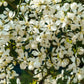 5 HARDY ORANGE TREE Trifoliate Citrus Trifoliata Poncirus Fruit White Flower Seeds