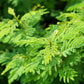 100 ILLINOIS BUNDLEFLOWER Prairie Mimosa Desmanthus Illinoensis Flower Seeds