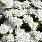 2000 Fairy DWARF MIX CANDYTUFT Iberis Umbellata Flower Seeds