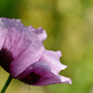 1000 SINGLE LILAC POPPY Papaver Somniferum Purple Heirloom Flower Seeds