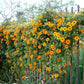 25 MIXED THUNBERGIA Alata VINE Black Eyed Susan Orange White Yellow Flower Seeds