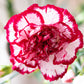 50 Avranchin RED & WHITE CARNATION Dianthus Caryophyllus Chabaud Flower Seeds