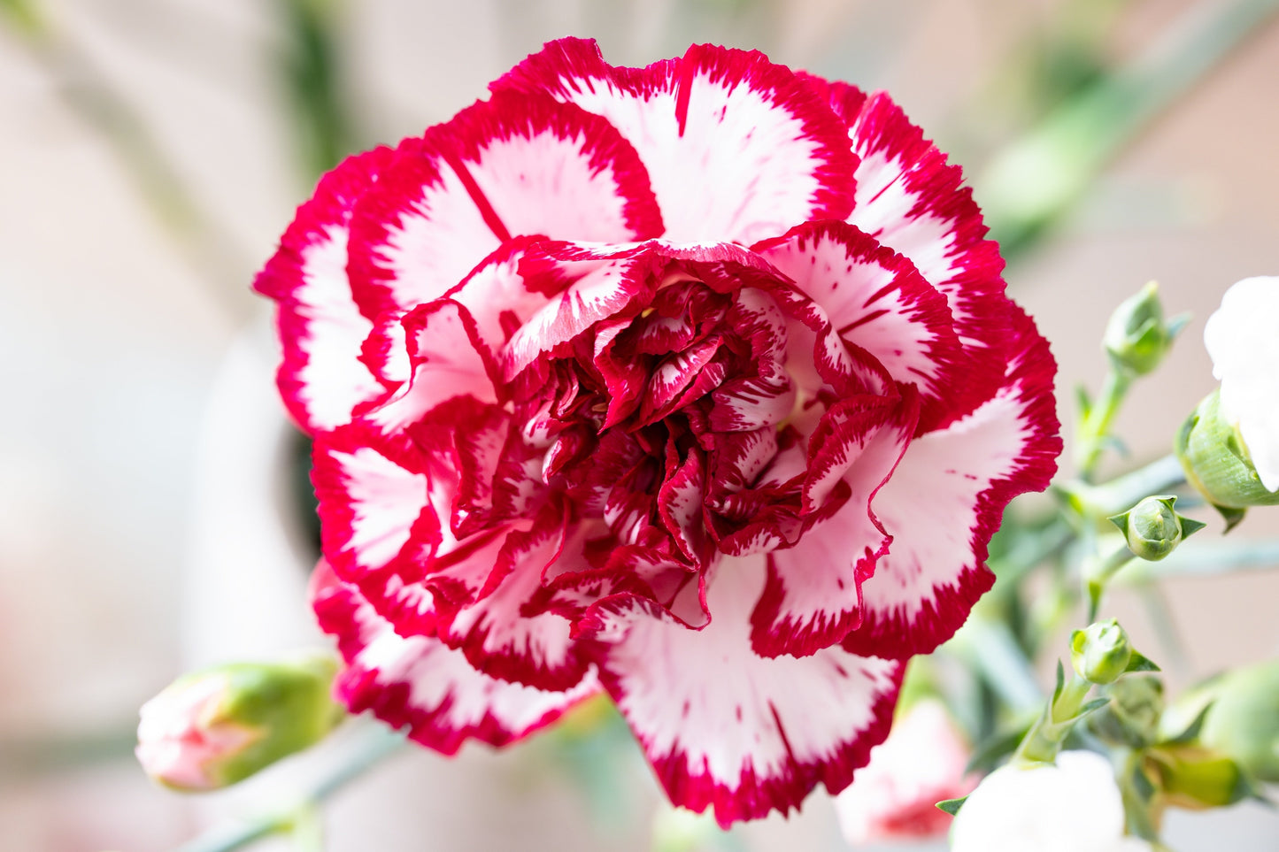 50 Avranchin RED & WHITE CARNATION Dianthus Caryophyllus Chabaud Flower Seeds