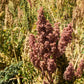 100 Organic COCOA CHERRY QUINOA Grain Chenopodium Quinoa Red & Brown Seeds