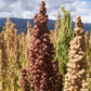 100 Organic COCOA CHERRY QUINOA Grain Chenopodium Quinoa Red & Brown Seeds