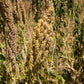 100 Organic PEPPERMINT QUINOA Grain Chenopodium Quinoa White & Green Heads - White Seeds