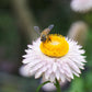 100 WHITE DOUBLE STRAWFLOWER Helichrysum Monstrosum Xerochrysum Bracteatum Flower Seeds