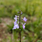 100 BLUE TOADFLAX Linaria Canadensis Antirrhinum Canadian Flower Seeds
