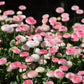 100 MIXED Colors ENGLISH DAISY Bellis Perennis Flower Seeds