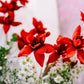 10 RED SILK COTTON Tree Bombax Ceiba Kapok Tropical Flower Seeds