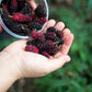 15 Red MULBERRY Morus Rubra Black Fruit Shrub Tree Seeds