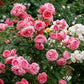 5 PINK ROSE Rosa Bush Shrub Perennial Flower Seeds
