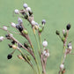 20 JOBS TEARS (Jobi / Coix / Yi Yi Ren / Junos Tears) Coix Lacryma Vegetable Seeds