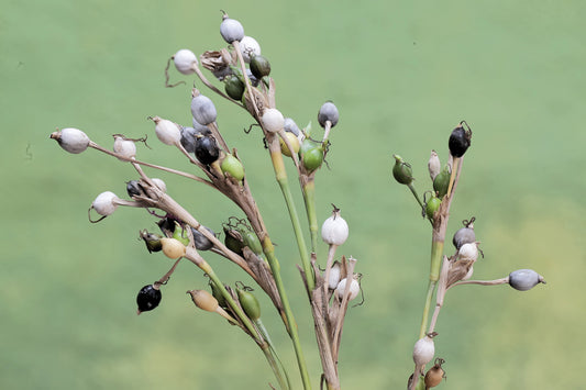 20 JOBS TEARS (Jobi / Coix / Yi Yi Ren / Junos Tears) Coix Lacryma Vegetable Seeds