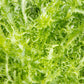 3000 GREEN CURLED ENDIVE (Frisée / Salad Endive / Moss Curled Endive / Escarole) Cichorium Endivia Vegetable Seeds