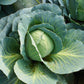 500 DANISH BALLHEAD CABBAGE Brassica Oleracea Capitata Vegetable Seeds