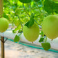 25 KOLKHOZNITSA MELON Collective Farm Woman Cucumis Melo Russian Fruit Seeds
