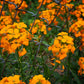 500 SIBERIAN WALLFLOWER Erysimum Cheiranthus Allionii Orange Flower Seeds