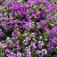 500 Sweet ALYSSUM ROYAL CARPET Lobularia Maritima Violet Blue Flower Seeds