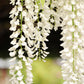 5 WHITE WISTERIA Floribunda Alba Ornamental Japanese Flower Vine Seeds